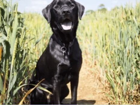A black dog sitting in the middle of a field