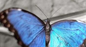 Closeup shot of a butterfly with blue wings