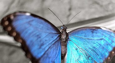 Closeup shot of a butterfly with blue wings