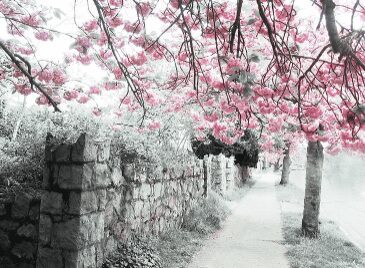 Sakura tree with pink flowers near a wall
