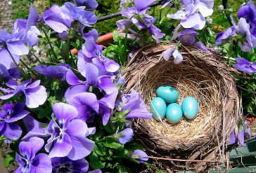 Four Blue colored eggs placed in a basket