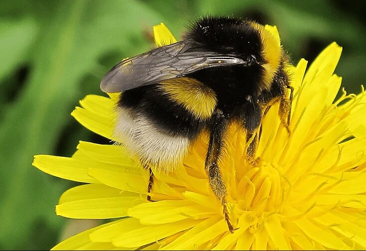 A honeybee sucking nectar from a yellow flower
